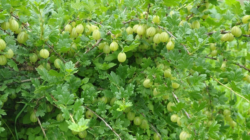 ulasan jenis perihalan musim bunga gooseberry