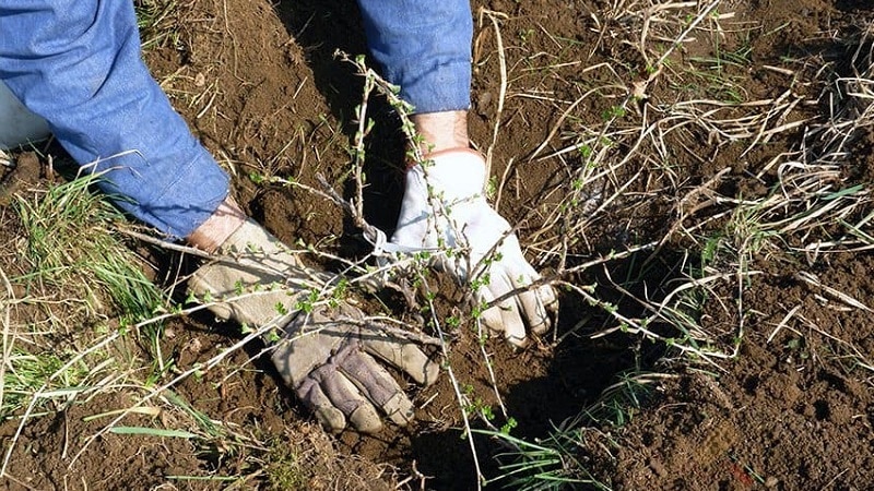 Bezkolcowa i odporna odmiana agrestu czarnego afrykańskiego