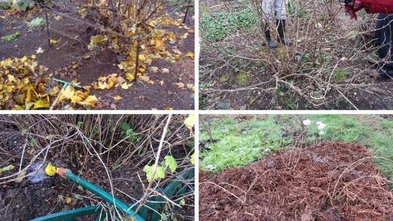 Hervorragend schmeckende und wetterbeständige Stachelbeersorte Rodnik