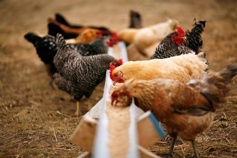 Uso del sorgo como alimento para aves y ganado.