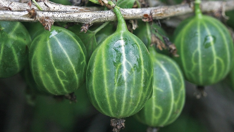 agrișă verde