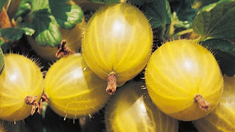 variétés de groseilles jaunes