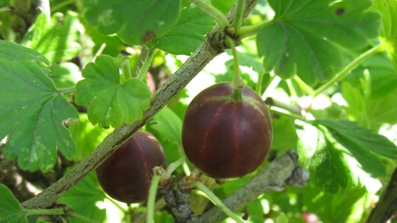 Ang pinakamahusay na mga varieties at uri ng gooseberries