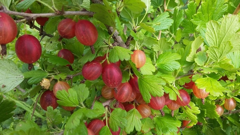 Les millors varietats i tipus de groselles