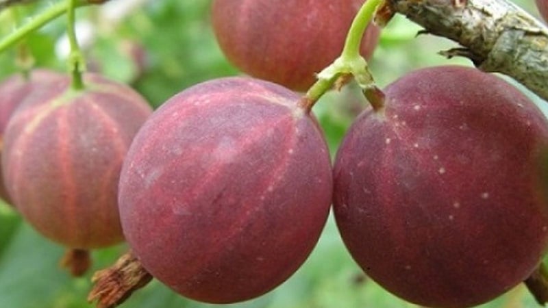 Ang pinakamahusay na mga varieties at uri ng gooseberries