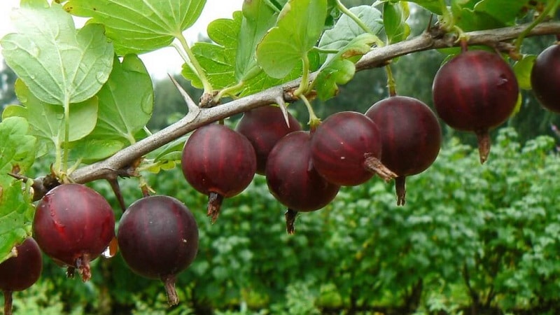 varietà di uva spina nera