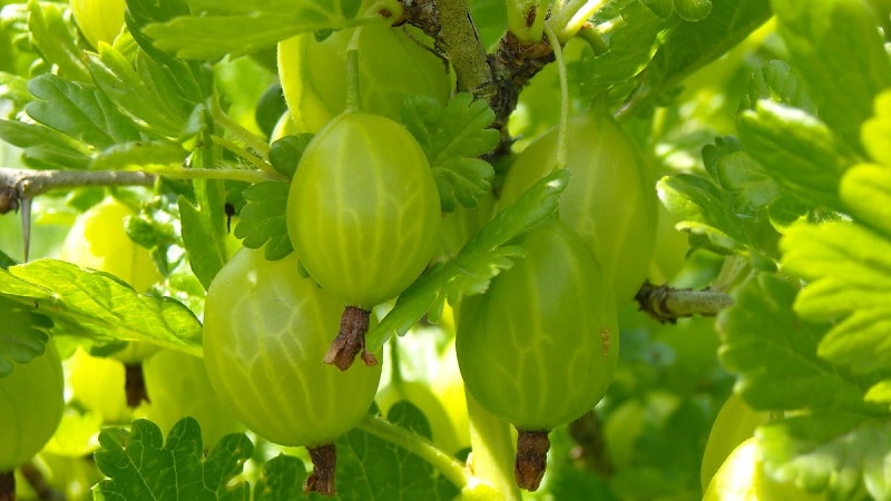 green gooseberry varieties