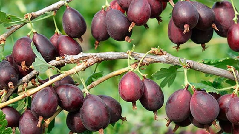 le varietà più deliziose di uva spina