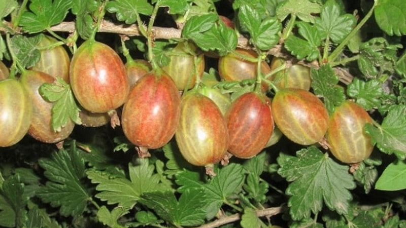 The best varieties and types of gooseberries