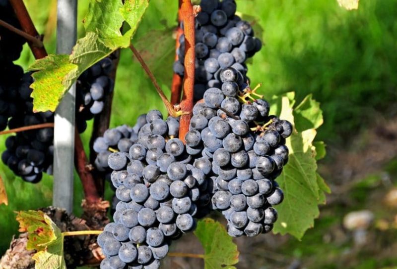 red grape wine variety