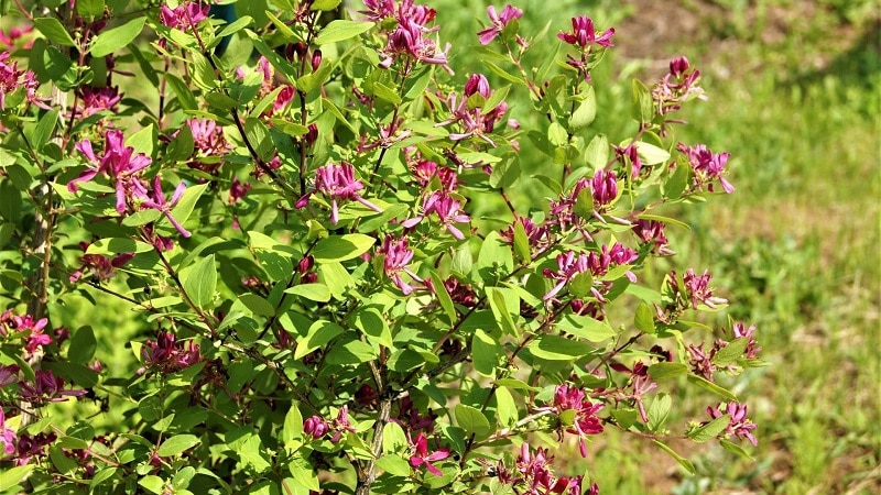 Tatarian honeysuckle