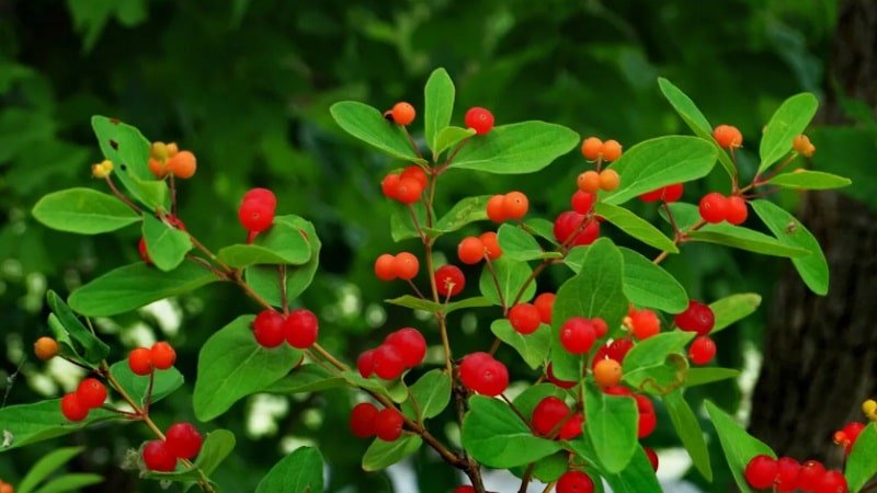 buah tartar honeysuckle