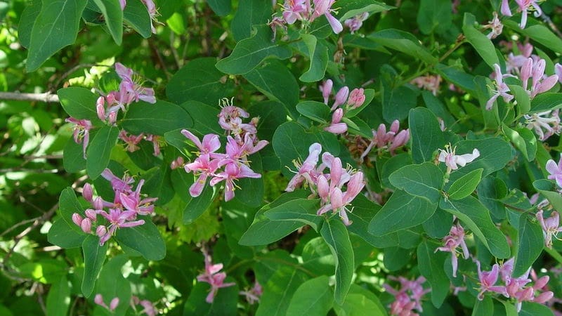 Penanaman dan penjagaan honeysuckle Tatar