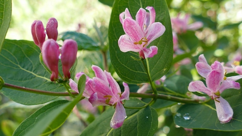 Variedad decorativa de madreselva tártara.