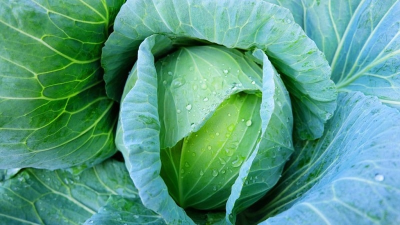 Lennox cabbage