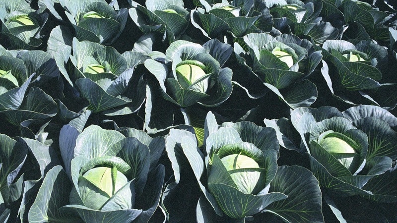 Lennox cabbage variety description photo