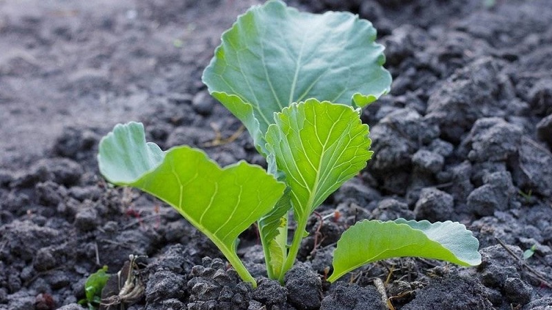 Late-ripening frost-resistant cabbage hybrid Lennox f1