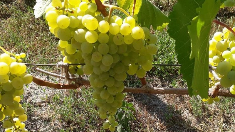 Table, teknikal, autochthonous Georgian ubas varieties