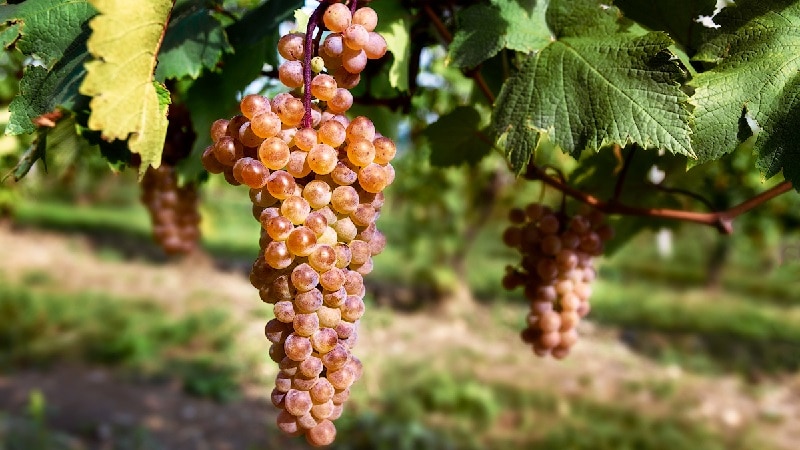 Plantations de raisin géorgiennes