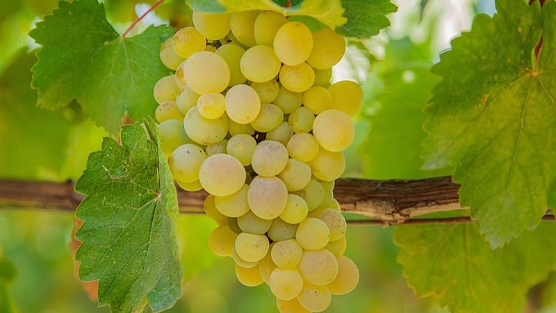 Table, technical, autochthonous Georgian grape varieties