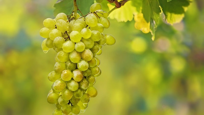 Table, technical, autochthonous Georgian grape varieties