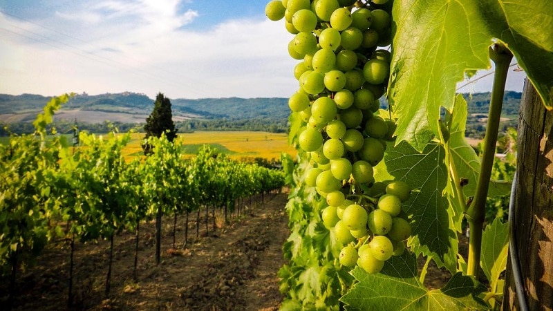 Plantations de raisin géorgiennes