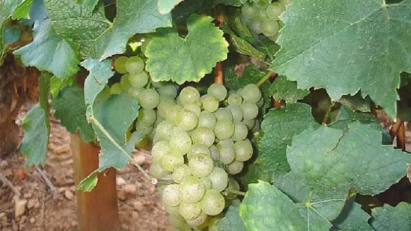 Georgian grape varieties