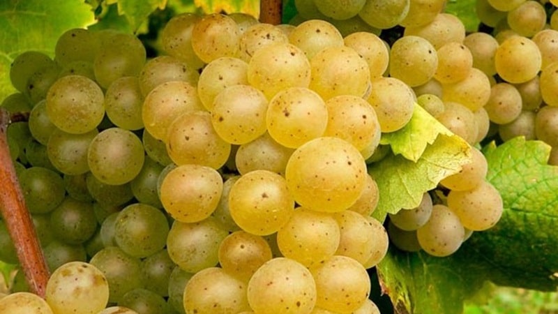 vigneti in Georgia