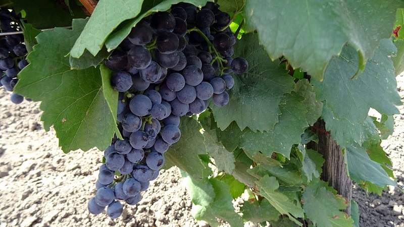 uvas georgianas