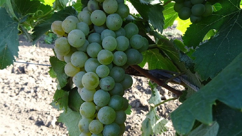 grape varieties in Georgia