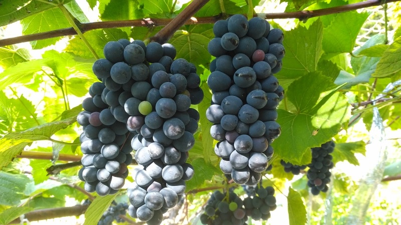 Georgian grape varieties for wine