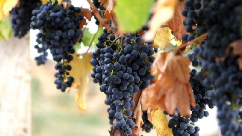 Georgian wine grape varieties