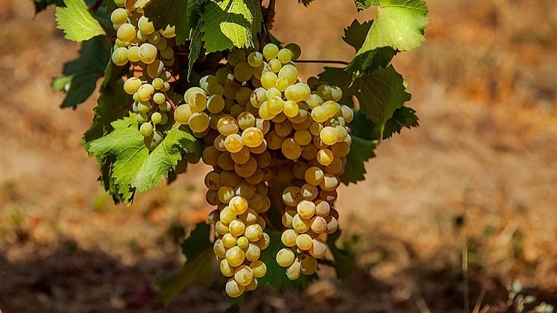 technical grape varieties of Georgia