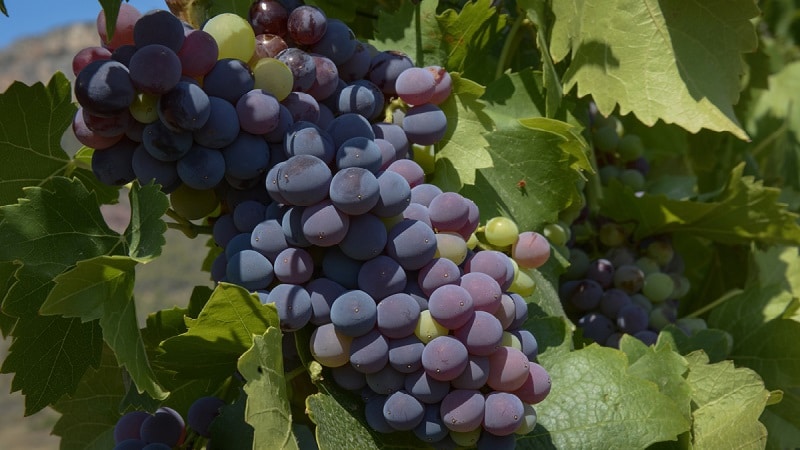 Table, teknikal, autochthonous Georgian ubas varieties