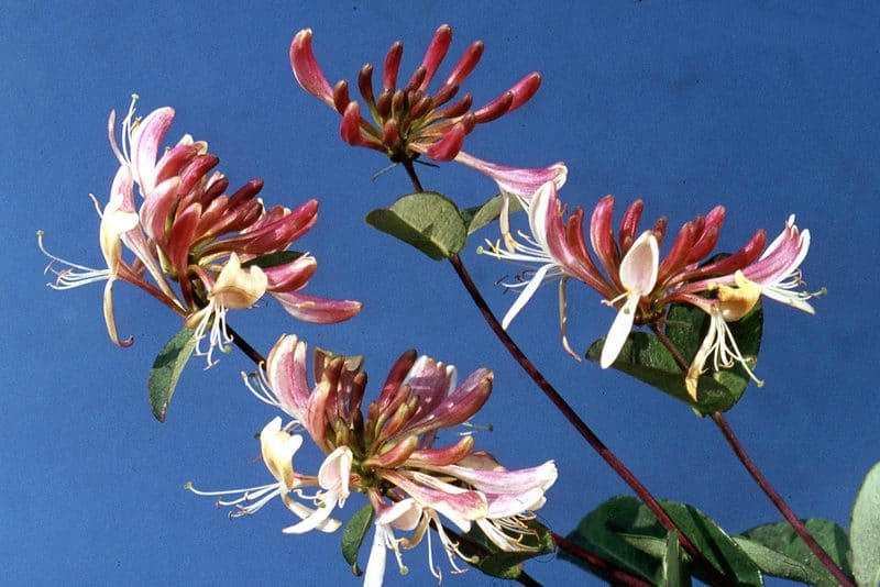 caprifoi catarator serotina