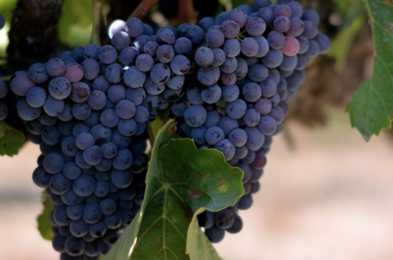 grape varieties for red wine