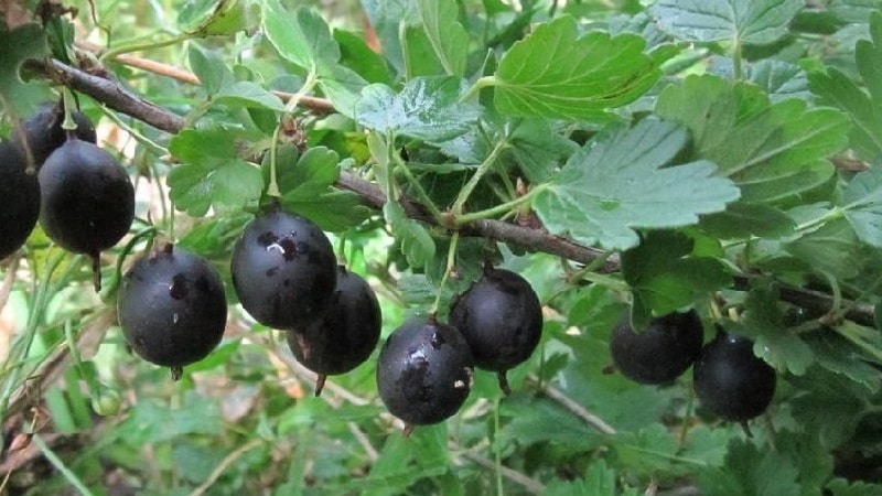 descripció de grosella negra