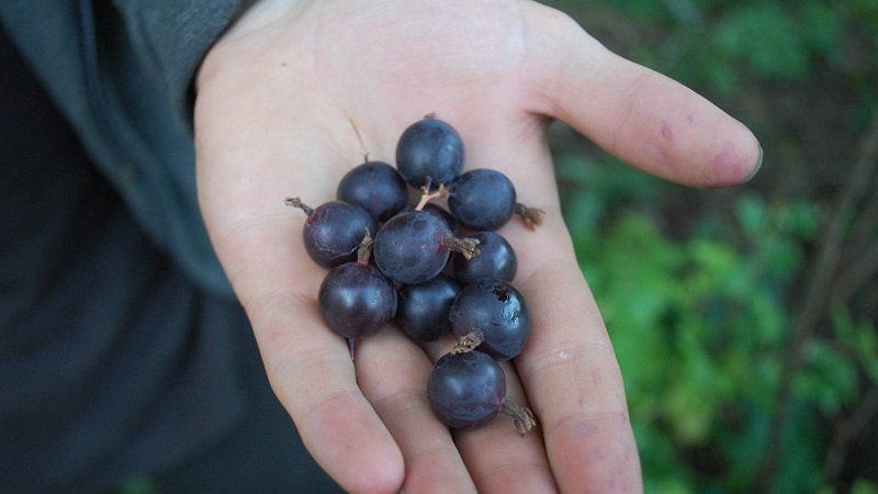 grosella negra