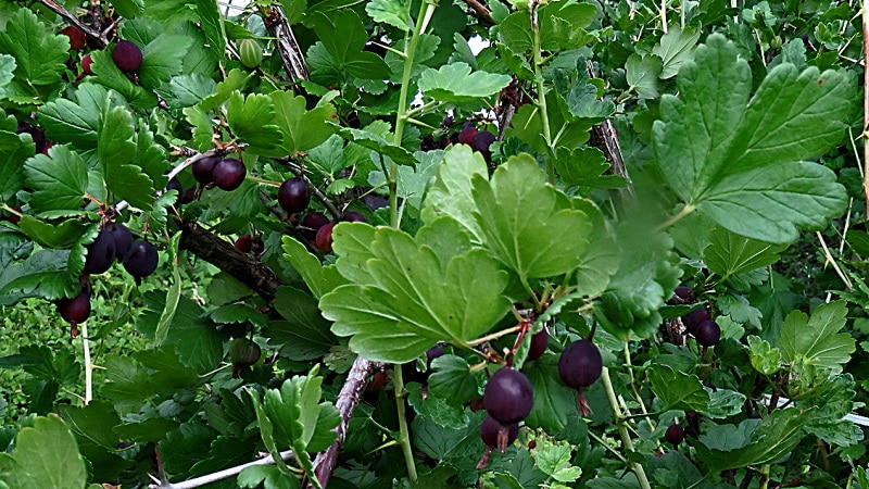 Pflegeleichte und sehr schmackhafte schwarze Negus-Stachelbeeren von russischen Züchtern