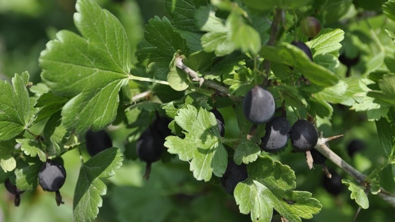 black gooseberry description