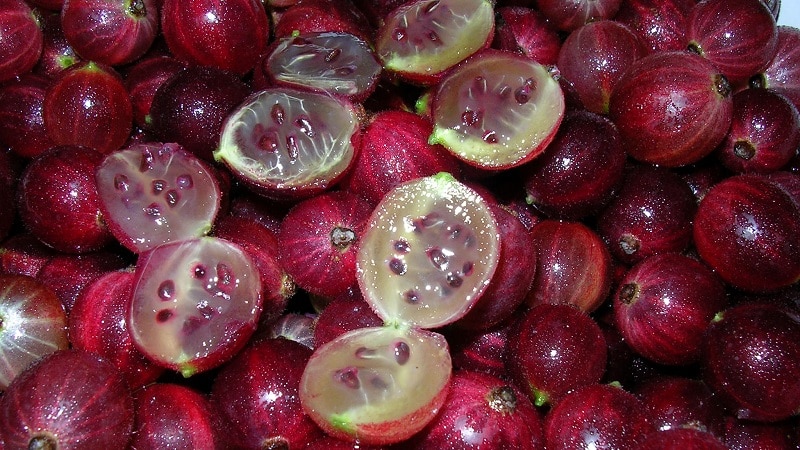 Berapa banyak kalori beri diraja dan adakah mungkin untuk makan gooseberries semasa menurunkan berat badan?