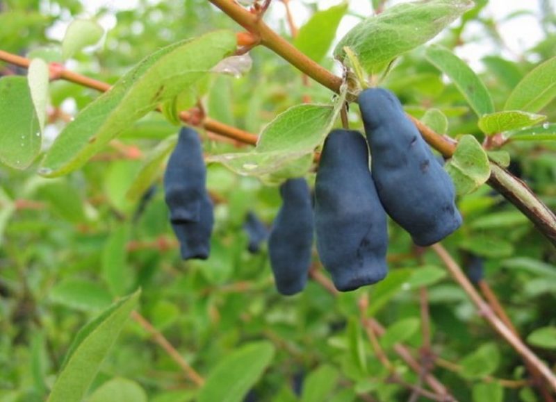 honeysuckle violet