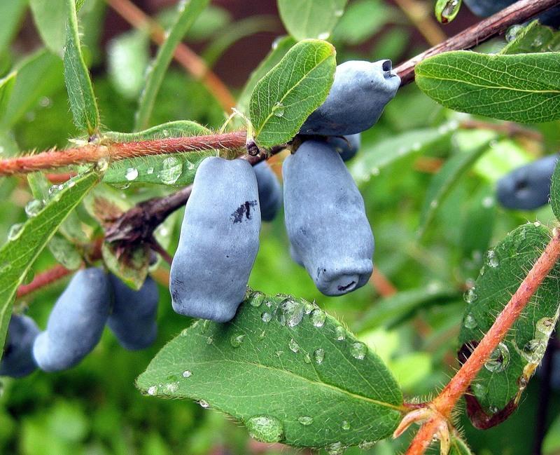 description de la variété violette de chèvrefeuille