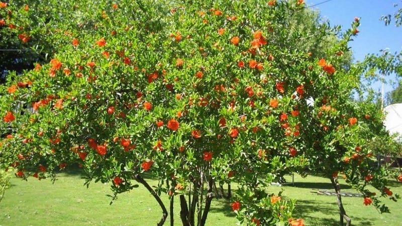 albero di melograno