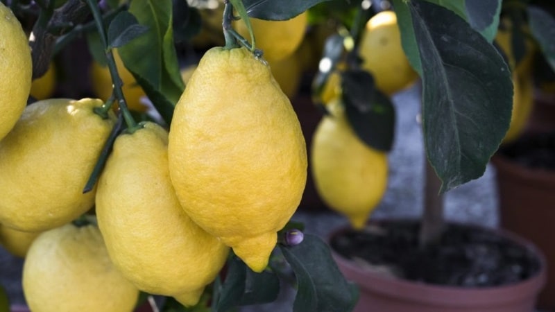 Jaunzēlandes citrons