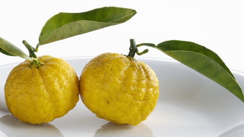 Japāņu citrons