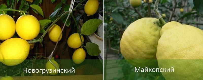 Jaunais gruzīnu citrons