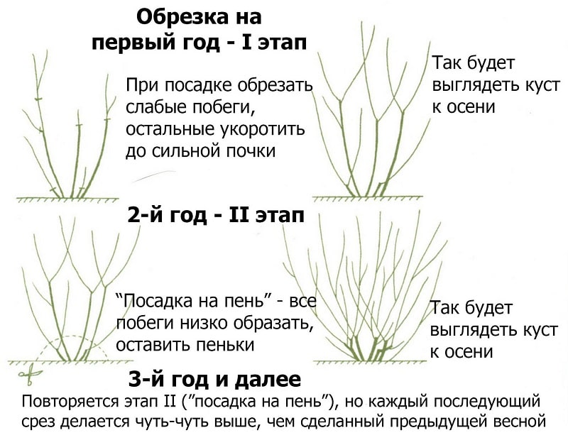 arpaș thunberga aurea în design peisagistic