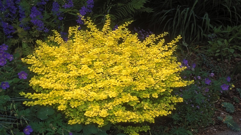 barberry yellow aurea