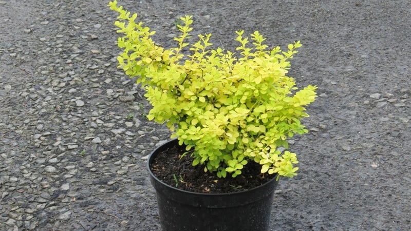 barberry aurea